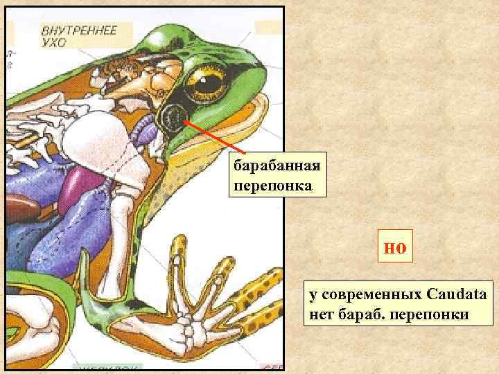 барабанная перепонка    но   у современных Caudata   нет