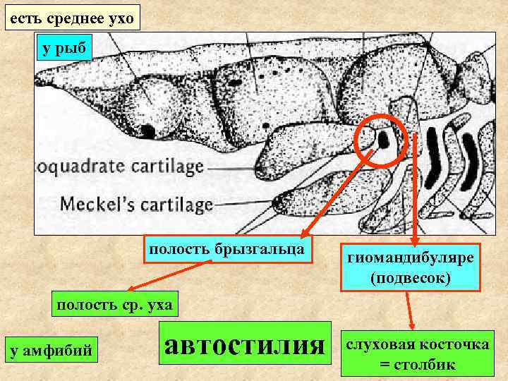 Как называется слуховая косточка амфибий. Внутреннее ухо рыб. Внутреннее ухо рыбы строение. Среднее ухо у рыб. У рыб есть уши.