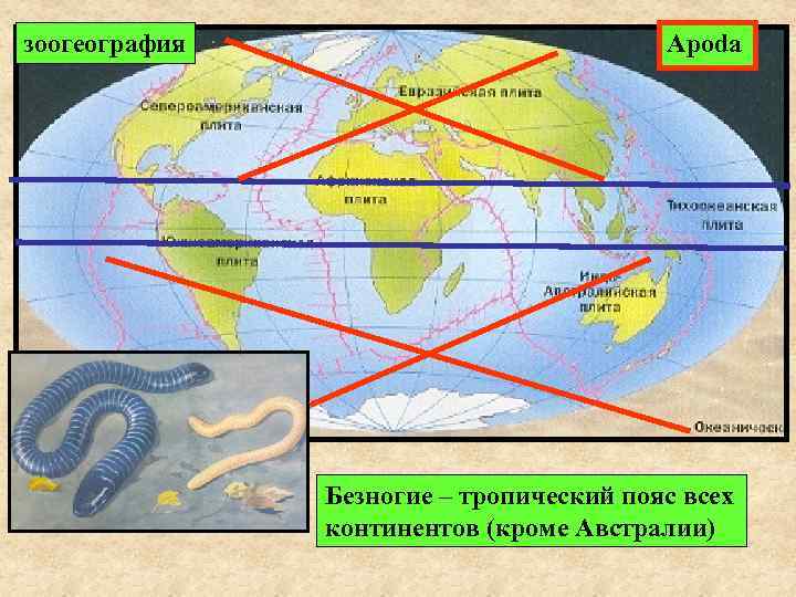 зоогеография     Apoda    Безногие – тропический пояс всех