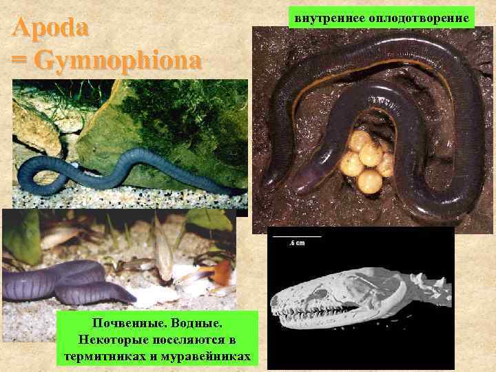       внутреннее оплодотворение Apoda = Gymnophiona  Почвенные. Водные.