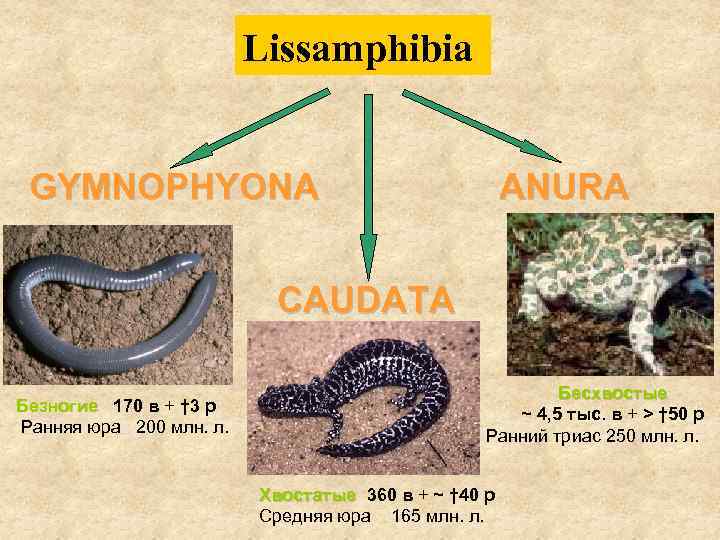      Lissamphibia  GYMNOPHYONA      