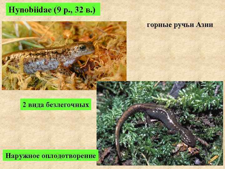 Hynobiidae (9 р. , 32 в. )     горные ручьи Азии