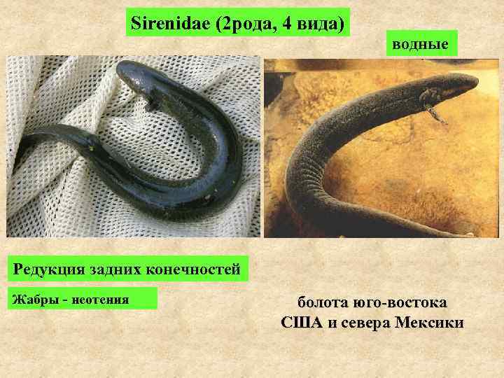     Sirenidae (2 рода, 4 вида)     водные