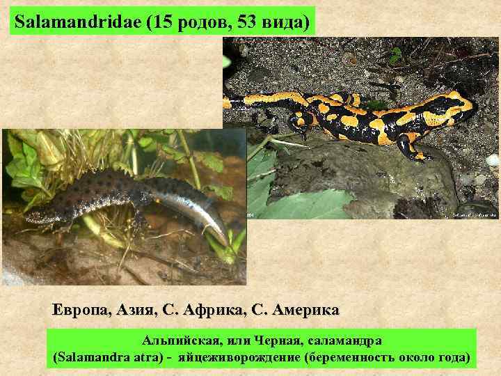 Salamandridae (15 родов, 53 вида)   Европа, Азия, С. Африка, С. Америка 