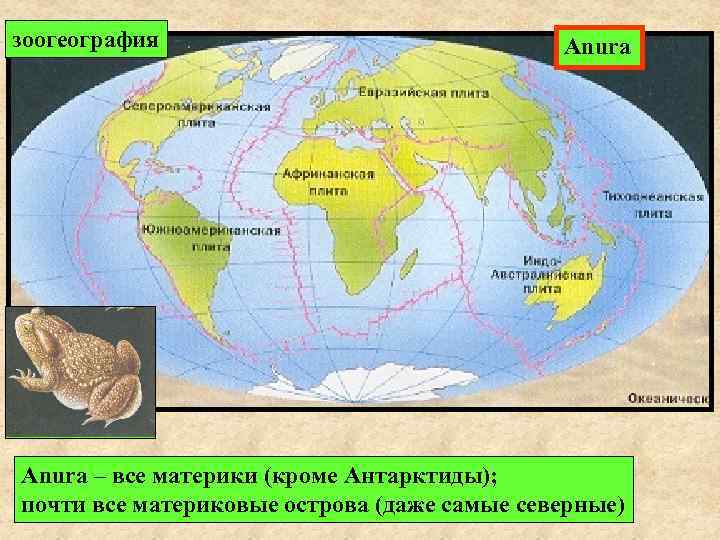 зоогеография       Anura – все материки (кроме Антарктиды); 