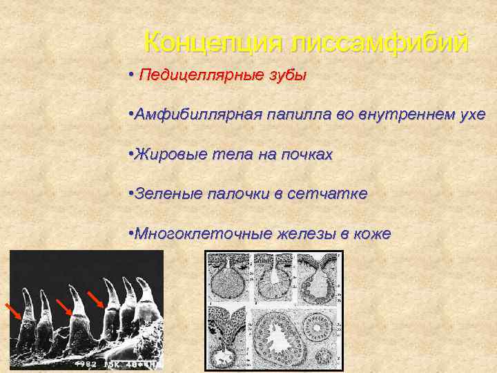  Концепция лиссамфибий • Педицеллярные зубы  • Амфибиллярная папилла во внутреннем ухе 