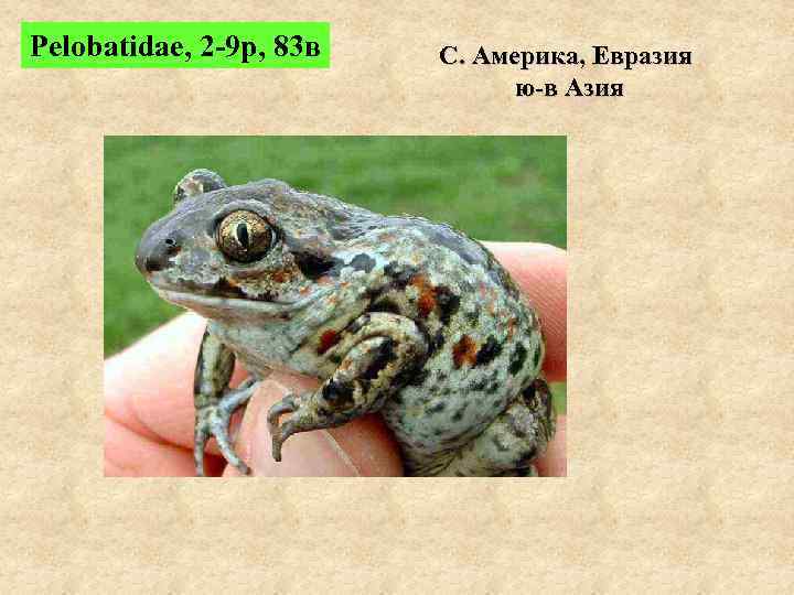 Pelobatidae, 2 -9 р, 83 в  С. Америка, Евразия    