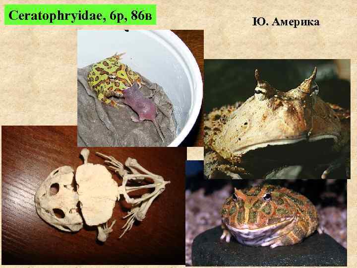 Ceratophryidae, 6 р, 86 в  Ю. Америка 