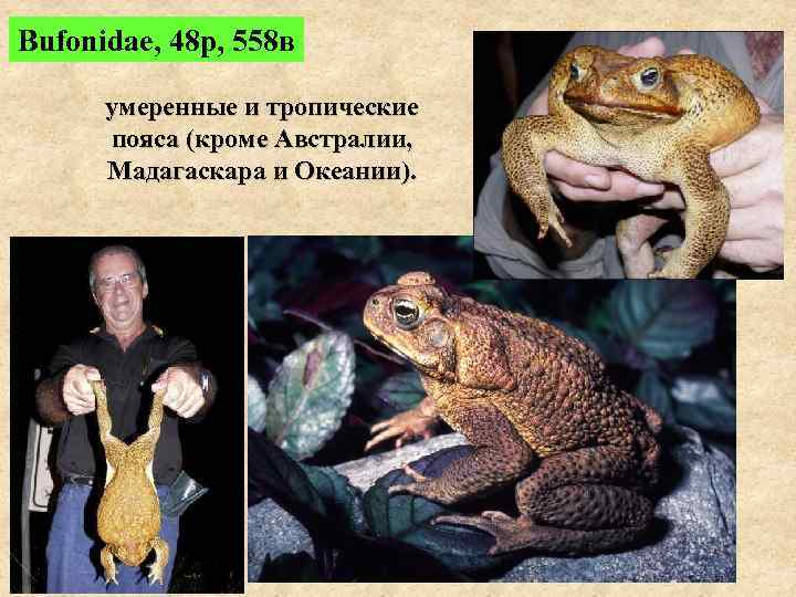 Bufonidae, 48 р, 558 в  умеренные и тропические  пояса (кроме Австралии, 
