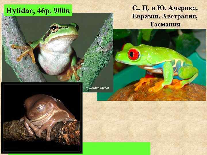 Hylidae, 46 р, 900 в   С. , Ц. и Ю. Америка, 