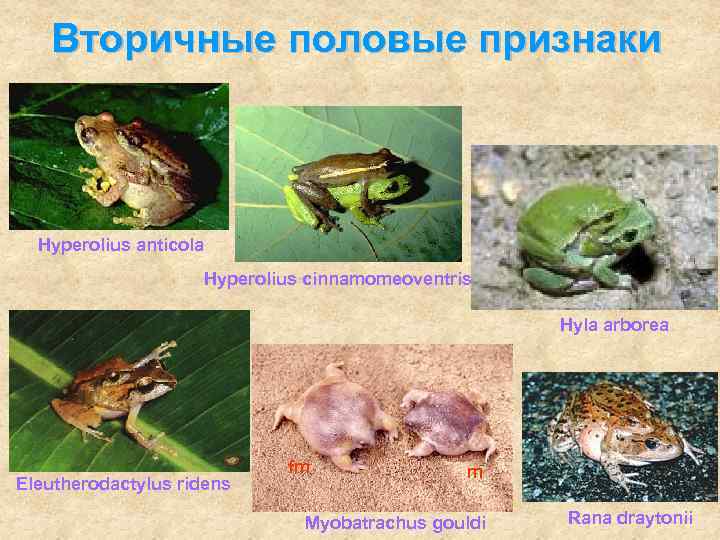   Вторичные половые признаки Hyperolius anticola     Hyperolius cinnamomeoventris 