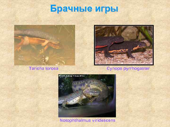    Брачные игры Taricha torosa    Cynops pyrrhogaster  