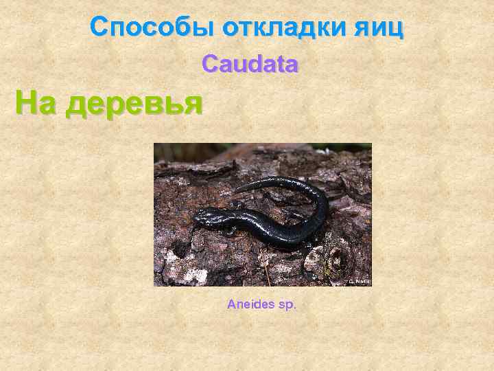   Способы откладки яиц  Caudata На деревья   Aneides sp. 