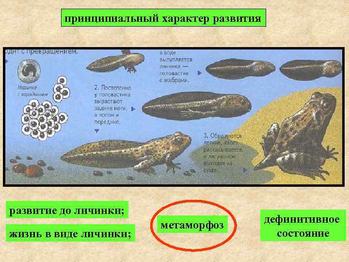    принципиальный характер развития развитие до личинки;     дефинитивное