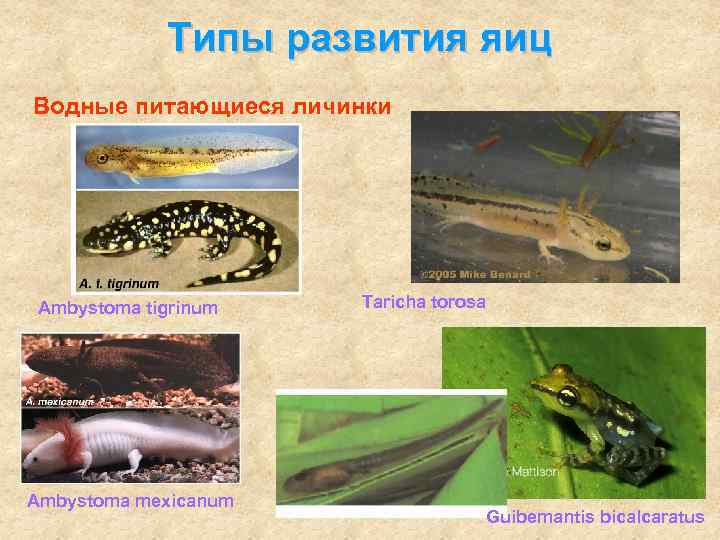    Типы развития яиц Водные питающиеся личинки Ambystoma tigrinum  Taricha torosa