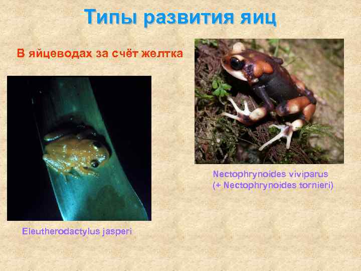    Типы развития яиц В яйцеводах за счёт желтка   