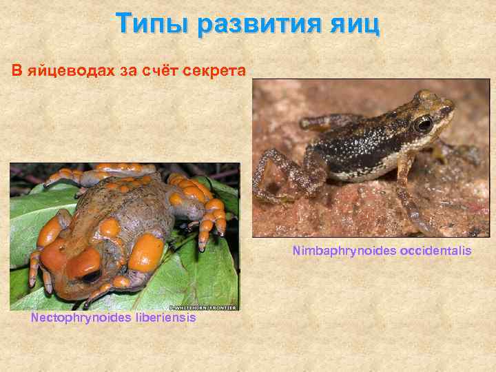     Типы развития яиц В яйцеводах за счёт секрета  