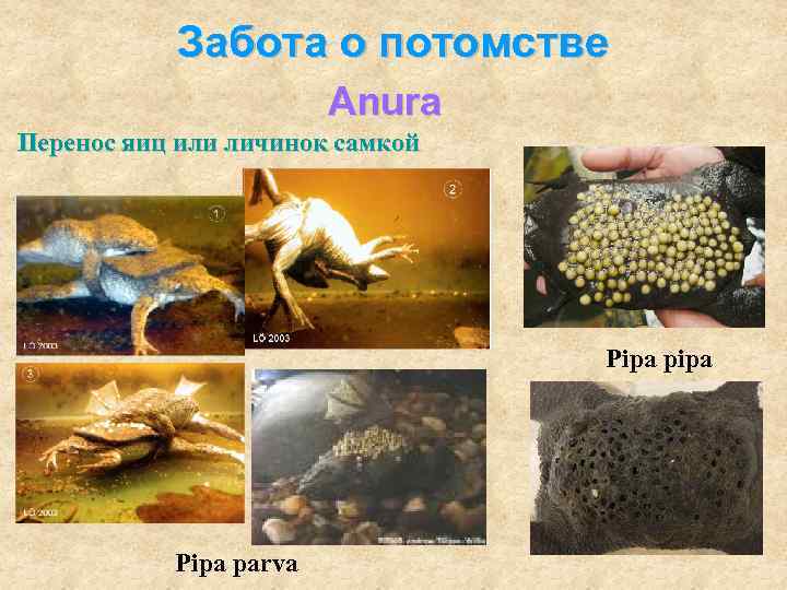   Забота о потомстве     Anura Перенос яиц или личинок