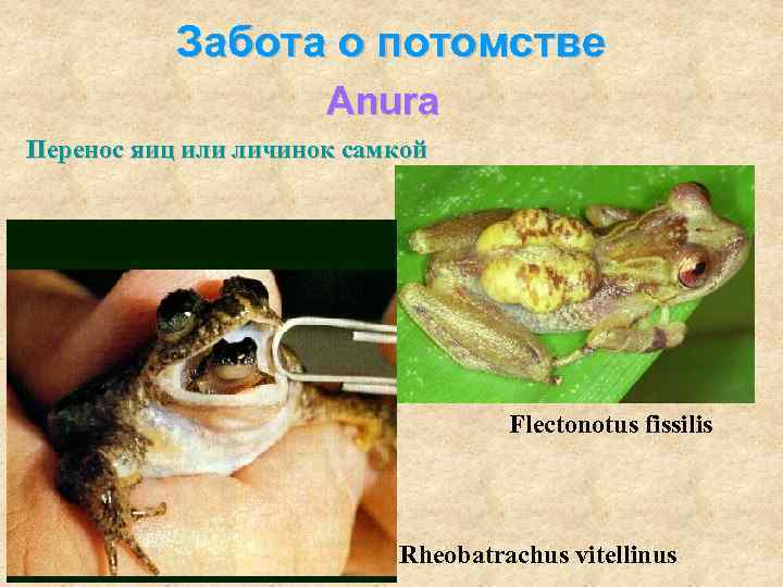   Забота о потомстве    Anura Перенос яиц или личинок самкой