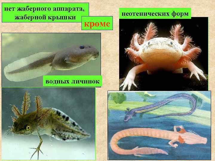 нет жаберного аппарата, жаберной крышки   неотенических форм    кроме 