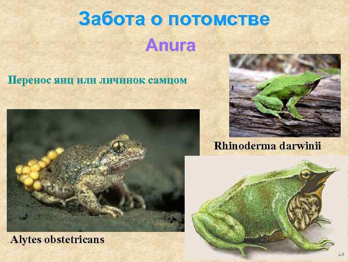    Забота о потомстве    Anura Перенос яиц или личинок