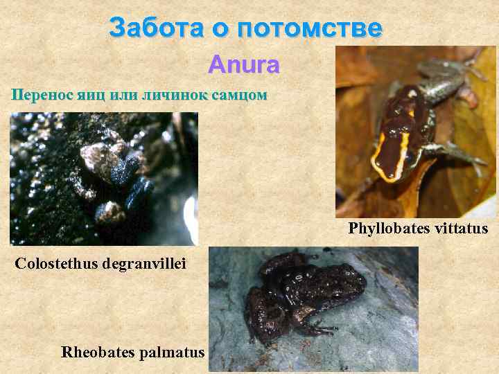    Забота о потомстве     Anura Перенос яиц или