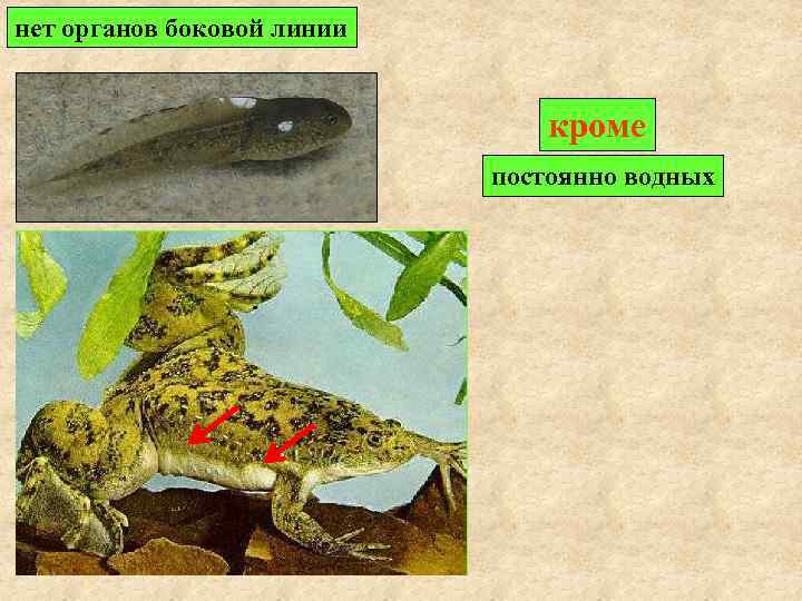 нет органов боковой линии      кроме    