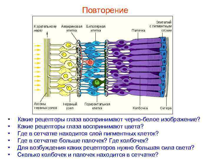     Повторение •  Какие рецепторы глаза воспринимают черно-белое изображение? 
