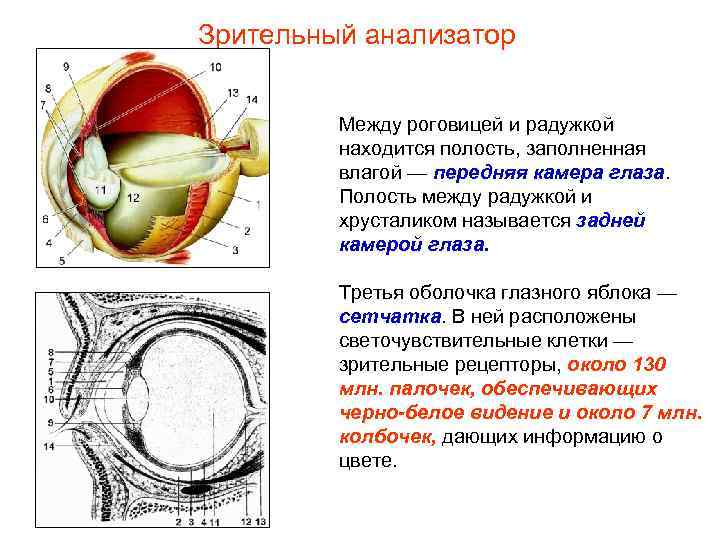 Зрительный анализатор  Между роговицей и радужкой   находится полость, заполненная  