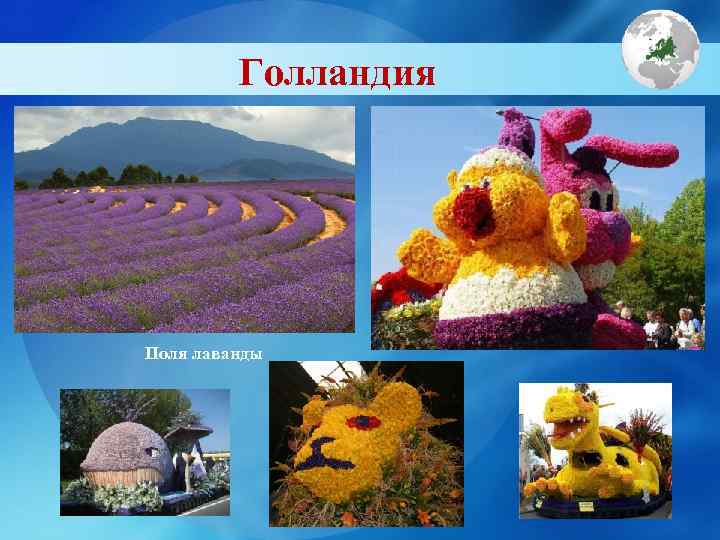    Голландия Поля лаванды 