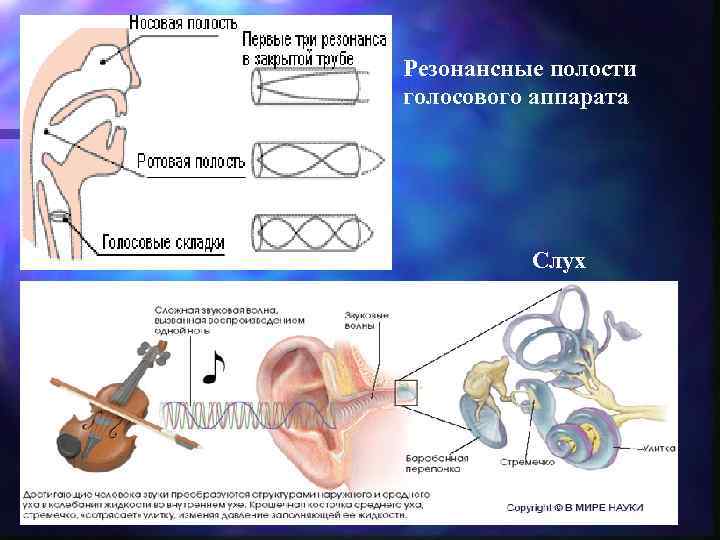 Резонансные полости голосового аппарата    Слух 