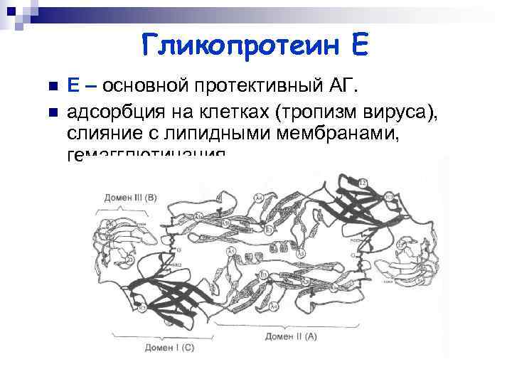   Гликопротеин Е n  Е – основной протективный АГ.  n 