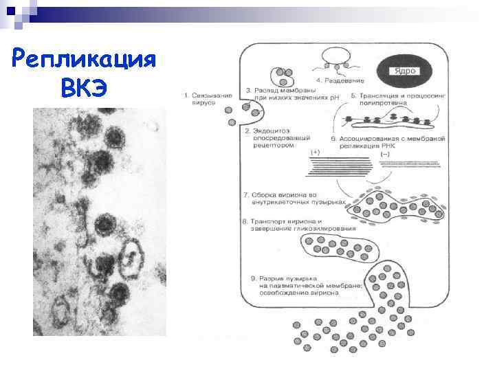 Репликация  ВКЭ 