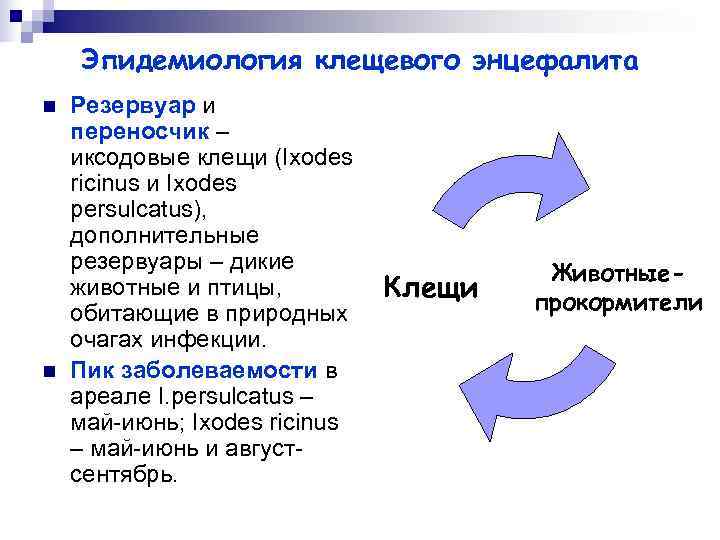   Эпидемиология клещевого энцефалита n  Резервуар и переносчик – иксодовые клещи (Ixodes