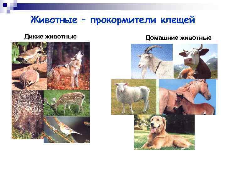  Животные – прокормители клещей Дикие животные  Домашние животные 