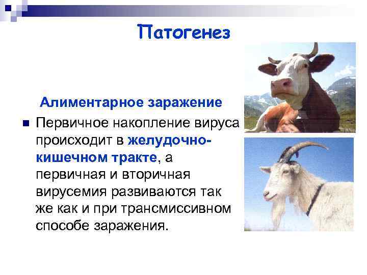    Патогенез  Алиментарное заражение n  Первичное накопление вируса происходит в