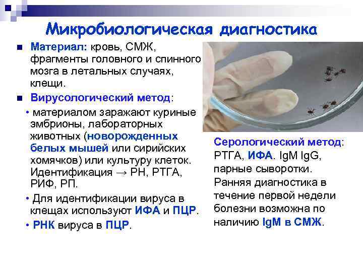  Микробиологическая диагностика n  Материал: кровь, СМЖ,  фрагменты головного и спинного мозга