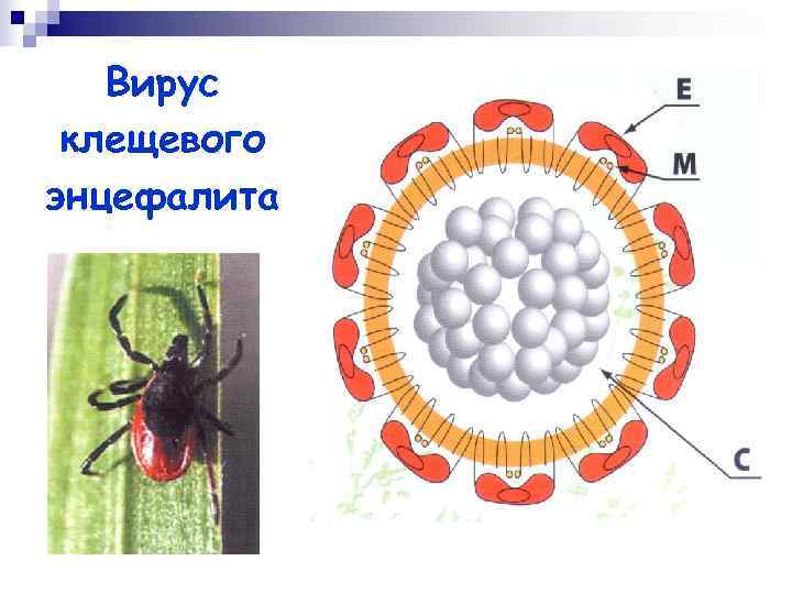   Вирус клещевого энцефалита 