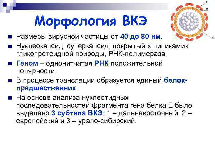   Морфология ВКЭ n  Размеры вирусной частицы от 40 до 80 нм.