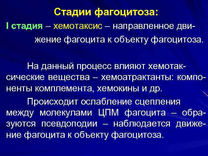    Стадии фагоцитоза: I стадия – хемотаксис – направленное дви-  жение