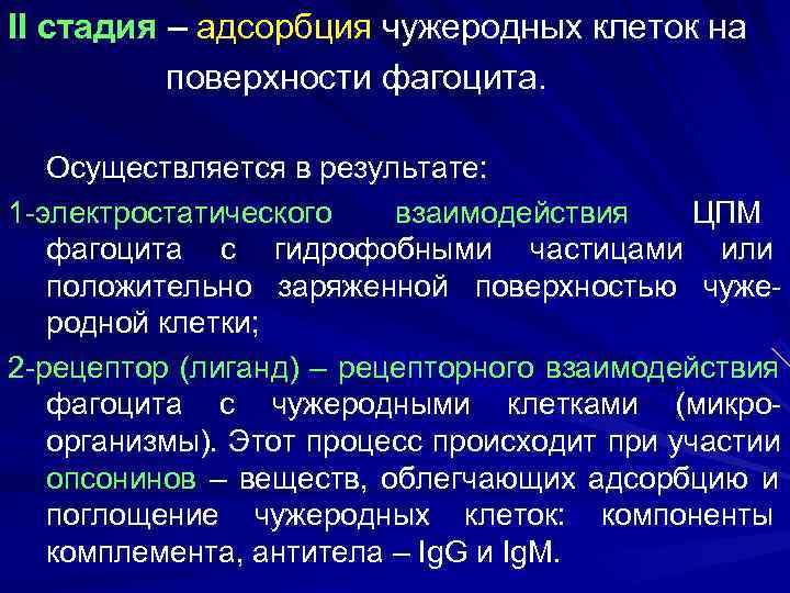 II стадия – адсорбция чужеродных клеток на  поверхности фагоцита. Осуществляется в результате: 1