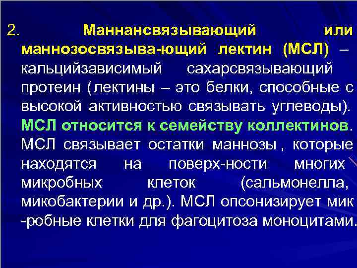 2.   Маннансвязывающий    или  маннозосвязыва-ющий лектин (МСЛ) – 