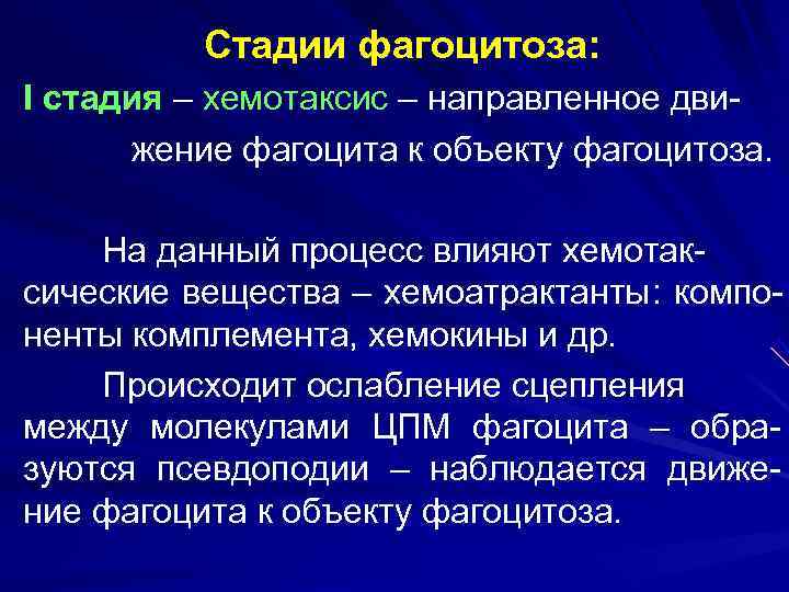    Стадии фагоцитоза: I стадия – хемотаксис – направленное дви-  жение