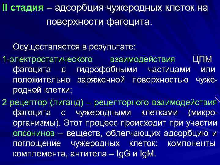 II стадия – адсорбция чужеродных клеток на  поверхности фагоцита. Осуществляется в результате: 1