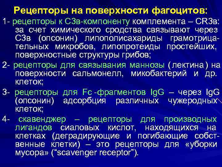  Рецепторы на поверхности фагоцитов: 1 - рецепторы к С 3 в-компоненту комплемента –