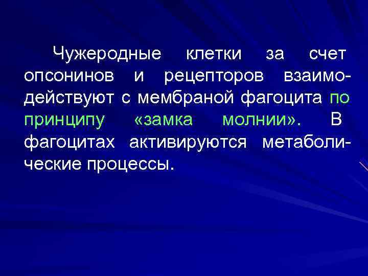   Чужеродные клетки за счет опсонинов и рецепторов взаимо- действуют с мембраной фагоцита