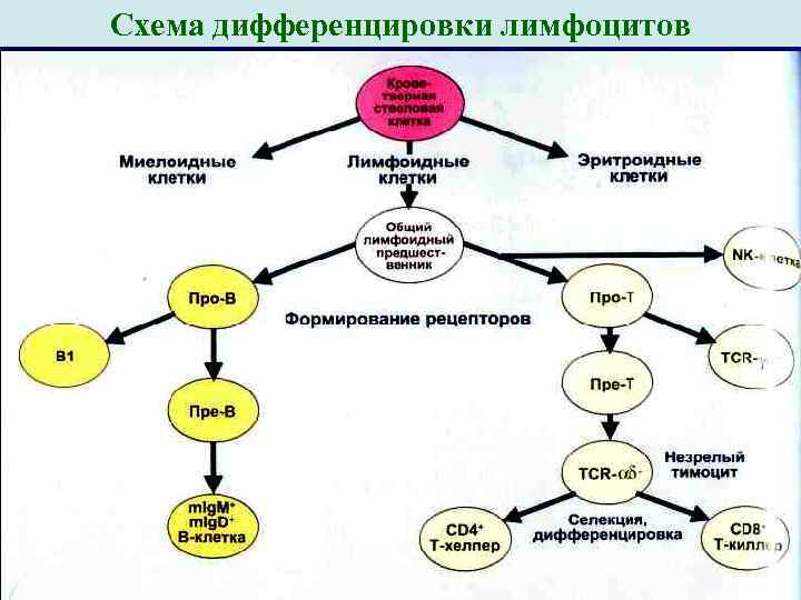 Схема дифференцировки т лимфоцитов