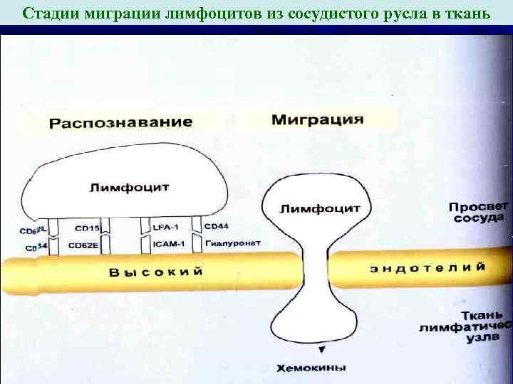 Стадии миграции лимфоцитов из сосудистого русла в ткань Стадии миграции лимфоцитов из сосудистого русла в ткань
