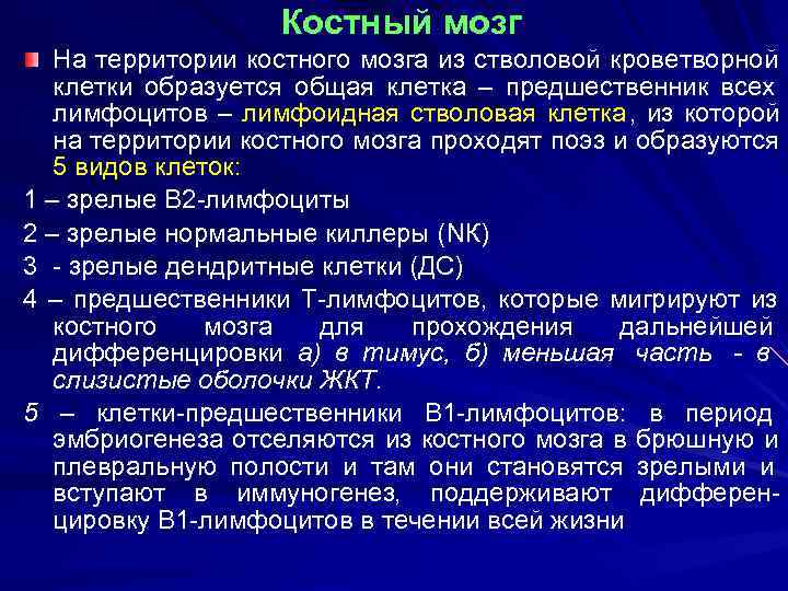 Костный мозг На территории костного мозга из стволовой кроветворной Костный мозг На территории костного мозга из стволовой кроветворной