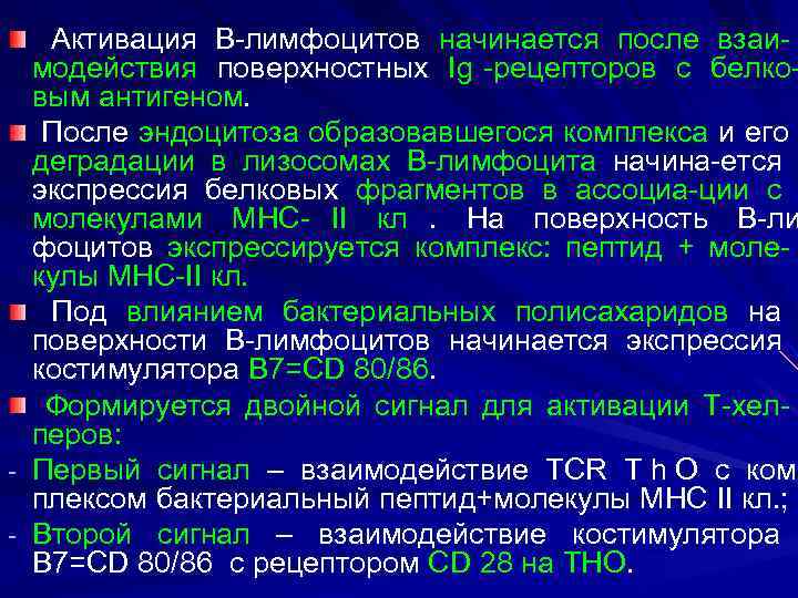   Активация В-лимфоцитов начинается после взаи-  модействия поверхностных Ig -рецепторов с белко-